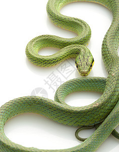 蛇警报荒野情调异国宠物捕食者绿色侵略动物学危险图片