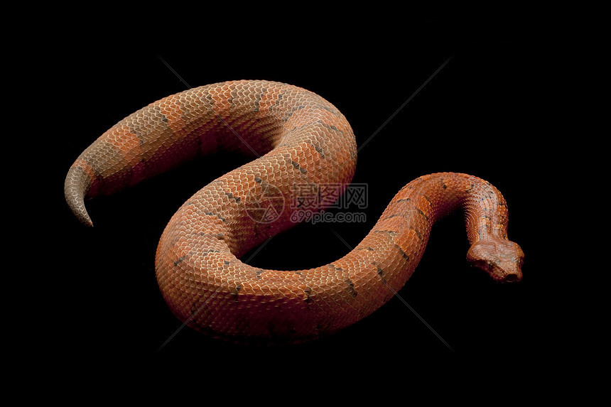 毒蛇捕食者宠物濒危红色少年侵略眼睛基因黑色动物学图片