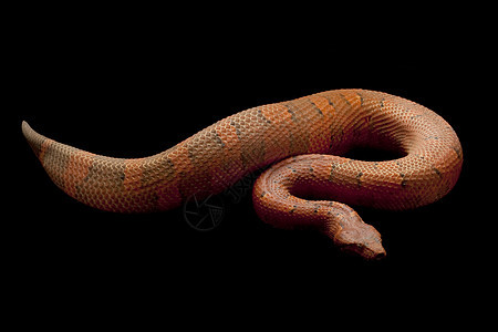 毒蛇基因异国捕食者情调宠物物种红色侵略背景少年图片