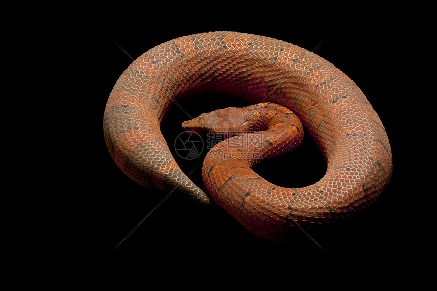 毒蛇情调捕食者红色少年蟒蛇濒危突变基因异国物种图片