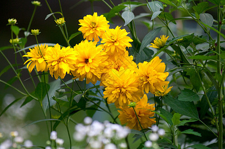 黄色花朵野花阳光生长叶子宏观植物场地公园场景花园图片