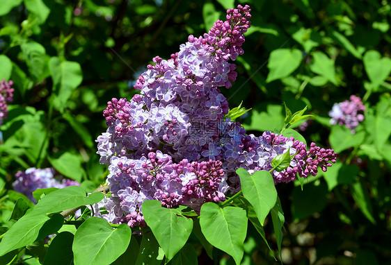 五月一日开花的紫色树丛植物树叶花园花瓣季节花朵植物学灌木植物群芳香图片