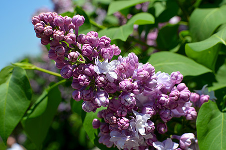 五月一日开花的紫色树丛花朵叶子灌木植物花瓣花园紫丁香衬套植物群季节图片
