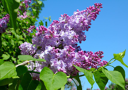 五月一日开花的紫色树丛花瓣花朵植物学灌木树叶紫丁香花园叶子芳香植物群图片