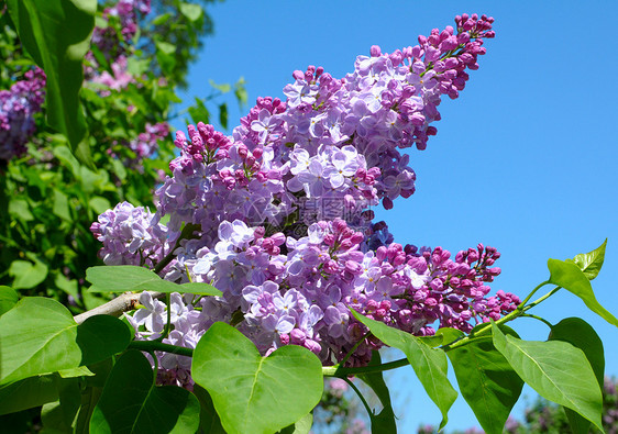 五月一日开花的紫色树丛花瓣花朵植物学灌木树叶紫丁香花园叶子芳香植物群图片
