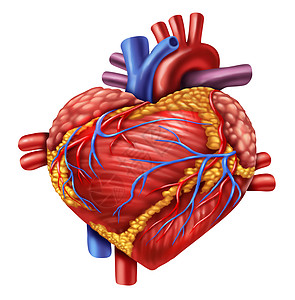 人类心爱图片
