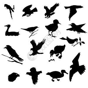 鸟类飞行团体白色海鸥天鹅黑色宠物羽毛鸭子艺术图片