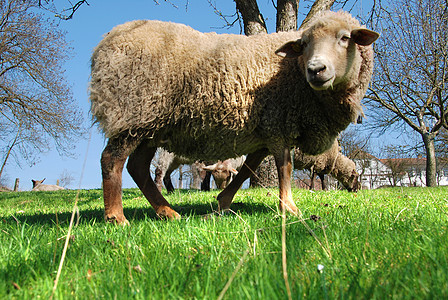 羊羔在草地上绿色农场农业场地青年动物婴儿希望哺乳动物羊毛图片
