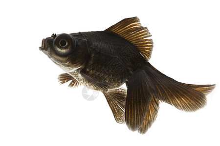 黑金鱼黑色游泳金鱼家畜宠物动物背景图片