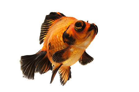 黑金和红金鱼黄色橙子家畜红色游泳动物黑色宠物背景图片