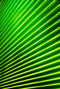 棕榈叶热带棕榈叶子背景图片