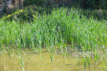 小池塘粘液钓鱼甘蔗叶子水库季节反射天空湿地花园图片