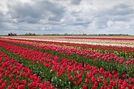 荷兰的色彩多彩的春季郁金香田图片