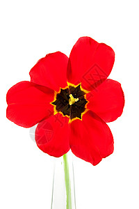 开放红色郁金香花瓶植物图片