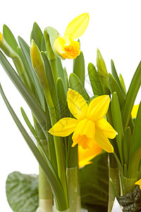 黄玉花紧闭灯泡花朵植物群水仙黄色笨蛋植物图片