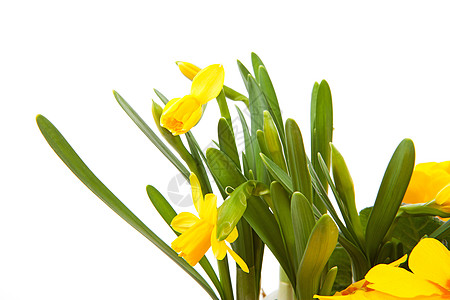 黄玉花紧闭花朵灯泡水仙笨蛋黄色植物群植物图片