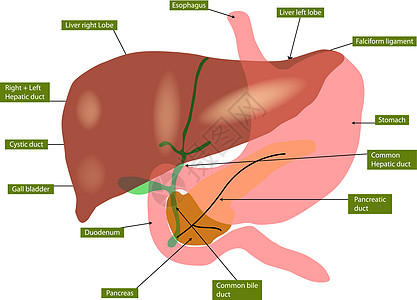 肝脏和胆囊解剖学图片