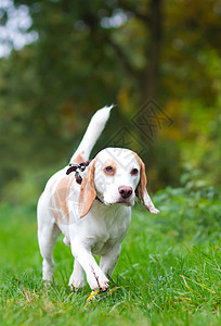 Beagle 被丢弃在野外的领头位置鼻子姿势朋友场地草地宠物享受小狗犬类乐趣图片