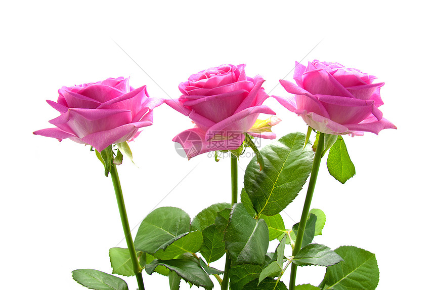 三朵粉红玫瑰花瓣植物粉色花朵树叶图片