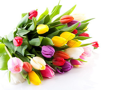 多彩多彩的荷兰郁金香花束花瓣树叶花朵背景图片