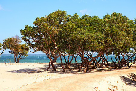 热带海滩上的红树林天空植物群丛林海洋绿色场景树木背景图片