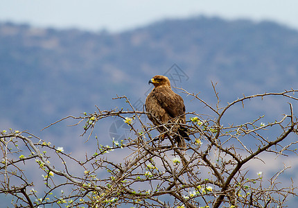 棕褐鸟背景图片