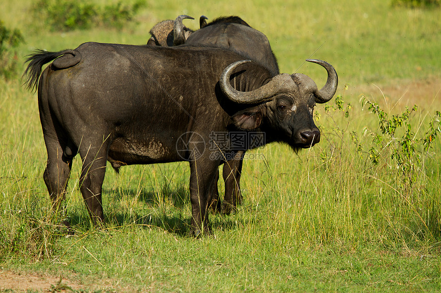 草原上的非洲男性水牛图片
