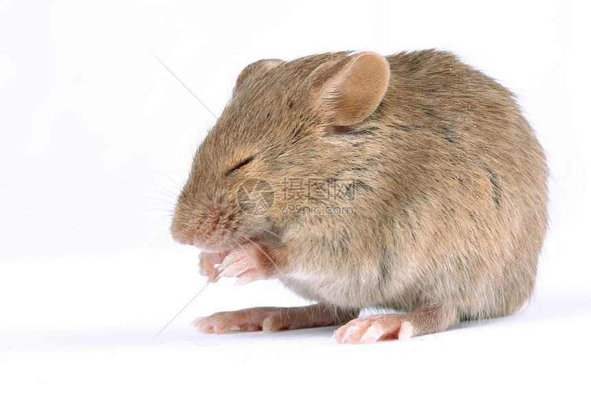 小鼠鼠标宠物头发鼻子寄生虫耳朵害虫老鼠寄生图片