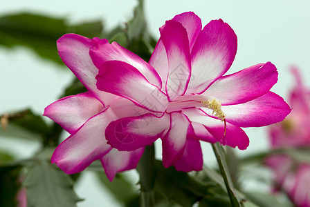 圣诞节仙人掌白色仙人肉质季节紫色植物雌蕊水平叶子昙花图片