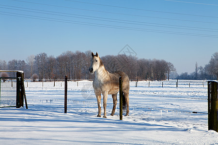 白色的马马在冬天的风景中背景