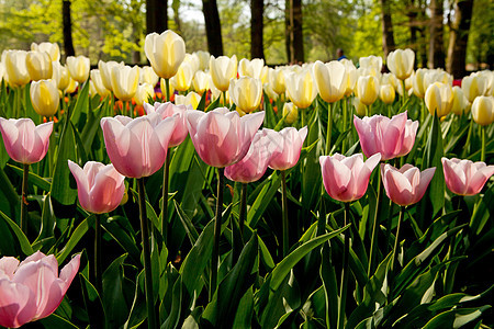 美丽的荷兰郁金香场地花坛灯泡花朵别针花球黄色粉色利瑟图片