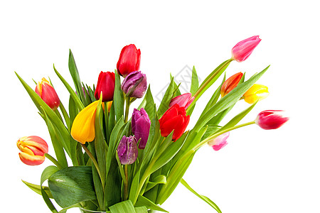 多彩多彩的荷兰郁金香国家花朵花束花瓣灯泡图片