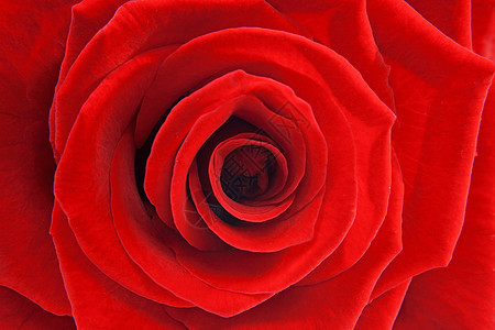 红玫瑰的宏树叶花朵浪漫玫瑰墙纸背景图片
