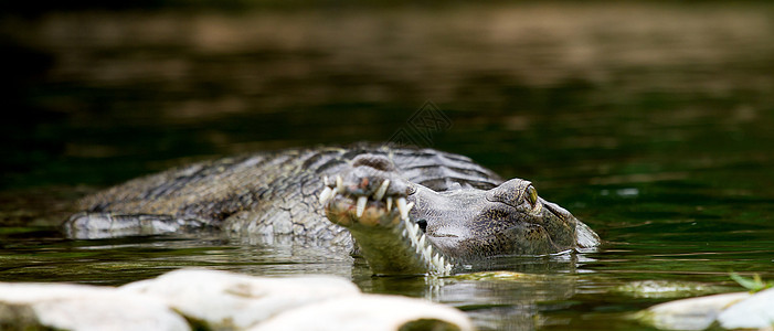 水中的鳄鱼爬虫动物眼睛皮肤动物园宏观爬行动物捕食者野生动物图片