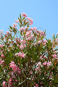 奥莱德花花绿色花朵花园植物天空热带蓝色花瓣树叶粉色图片