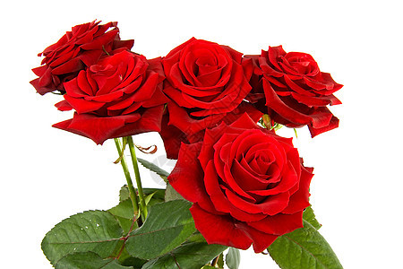 红玫瑰花束红色花朵浪漫礼物背景图片