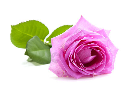 粉红玫瑰花朵植物粉色植物群荆棘树叶背景图片