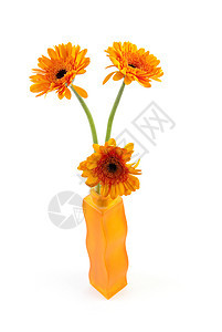 三朵橙色的采花花橙子花瓶花束格柏树叶图片