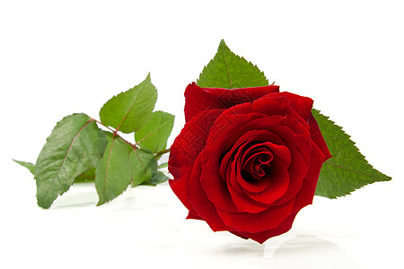 美丽的红玫瑰花朵浪漫礼物红色背景图片