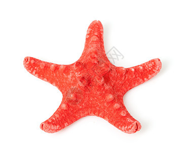 红海星海滩水族馆生活星星贝壳红色动物图片