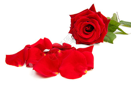 红玫瑰和叶子树叶玫瑰浪漫背景图片