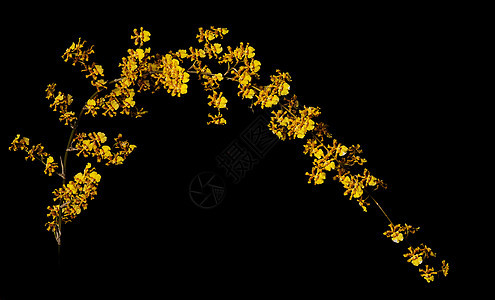 黄色兰花花植物热带背景图片