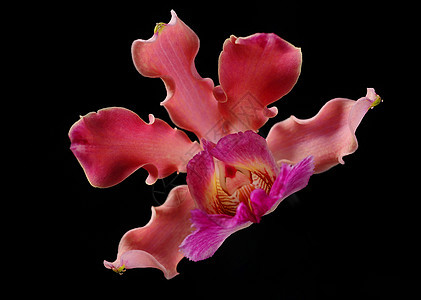 粉红色兰花植物热带图片