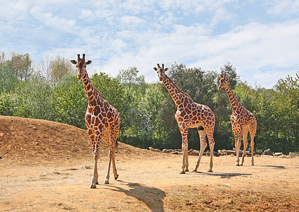 长颈鹿家庭哺乳动物冒险荒野假期三重奏旅游植被野生动物旅行动物背景图片