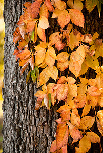 秋树藤和巴克图片