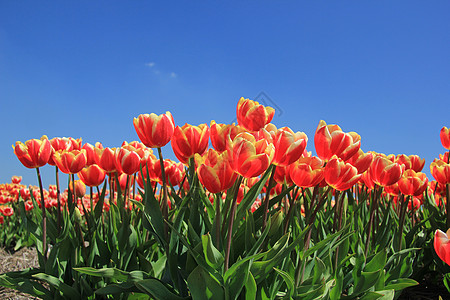 红郁金香 在田地上有一点黄色季节性灯泡花束概念场地阳光生长蓝色植物群宏观图片