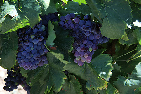 普罗旺斯的葡萄紫色农业叶子文化树叶酒神植物食物酒精图片
