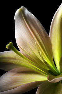Lily 花朵和装饰背景图片
