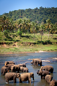 大象水斯里兰卡里河大象浴浴背景