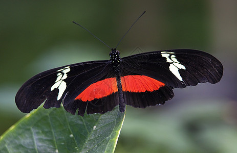 红白长翼蝴蝶近距离接近图片